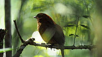 Macgregor's bowerbird (Amblyornis macgregoriae) scratching and preening, Papua New Guinea.