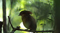 Macgregor's bowerbird (Amblyornis macgregoriae) singing in rainforest, Papua New Guinea.