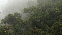 Mist blowing through cloudforest, Mindo, Ecuador, 2019.