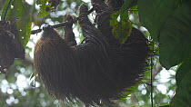 Linne's two toed sloth (Choloepus didactylus) hangs motionless in a Cecropia tree in the rain, Orellana Province, Ecuador.