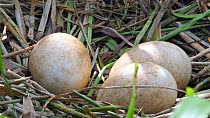 Horned screamer (Anhima cornuta) eggs in a nest on the ground, Orellana Province, Ecuador.