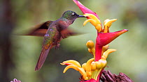 Slow motion shot of a Rufous tailed hummingbird (Amazilia tzacatl) drinking nectar from a Heliconia flower, Mindo, Ecuador.