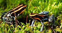 Pair of Reticulated poison frogs (Ranitomeya ventrimaculata), Orellana Province, Ecuador.