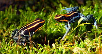 Pair of Reticulated poison frogs (Ranitomeya ventrimaculata), Orellana Province, Ecuador.