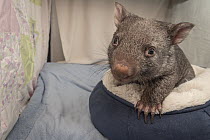 Bare-nosed wombat (Vombatus ursinus) female baby age 9-months, orphaned and rescued baby called Beatrice, in her cot. Temporarily captive, until old enough to be released. Preston, Victoria, Australia...