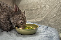 Bare-nosed wombat (Vombatus ursinus) female baby age 9-months, orphaned and rescued baby called Beatrice, in her cot, feeding on some grass and dirt. Temporarily captive, until old enough to be releas...