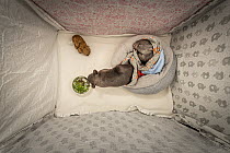 Bare-nosed wombat (Vomabtus ursinus) rescued male babies, aged 8 and 9 months named Bronson and Landon -in their cot, snuffling dirt and chewing grass that has been placed in their for them. They bec...