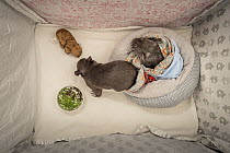 Two orphaned and rescued male baby bare-nosed wombats (Vombatus ursinus) named &#39;Bronson&#39; and &#39;Landon&#39; snuffling dirt and chewing grass that has been placed in their cot. Temporarily ca...