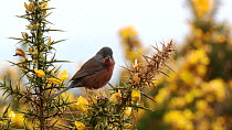 Dartford warbler (Sylvia undata) singing from a gorse bush, Dorset, England, UK, April.