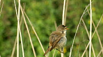 Reed Warbler (Acrocephalus scirpaceus) perched on a reed stem and singing, England, UK, May.