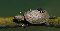 Common snapping turtle (Chelydra serpentina) with a Painted turtle (Chrysemys picta) feeding on algae on its shell, Maryland, USA, May.
