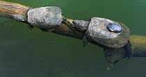Two Common snapping turtles (Chelydra serpentina), one with a Painted turtle (Chrysemys picta) feeding on algae on its shell, Maryland, USA, May.
