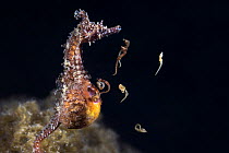 Male Korean seahorse (Hippocampus haema) giving birth. Some of the babies are still curled up inside their egg membranes. Kumamoto Prefecture, Kyushu, Japan.