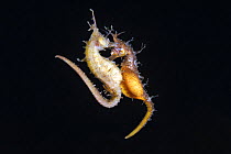 Korean seahorses (Hippocampus haema) engaged in spawning. The lighter-coloured female on the left is depositing eggs into the brooding pouch of the male (right). Kumamoto Prefecture, Kyushu, Japan.