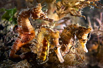 Korean seahorses (Hippocampus haema), male on left with two egg-laden females competing to deposit eggs in his brood pouch. Kumamoto Prefecture, Kyushu, Japan.