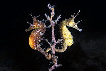 A pair of Korean seahorses (Hippocampus haema) engaged in unusual post-mating courtship, tails intertwined. Male on left, female on right. Kumamoto Prefecture, Kyushu, Japan.