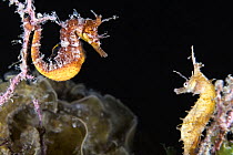 A pair of Korean seahorses (Hippocampus haema) engaged in unusual post-mating courtship. Male on left, female on right. Kumamoto Prefecture, Kyushu, Japan.