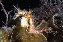 A pair of Korean seahorses (Hippocampus haema) engaged in unusual post-mating courtship. Male in foreground, female behind. Kumamoto Prefecture, Kyushu, Japan.