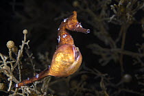 Male Korean seahorse (Hippocampus haema) on the verge of giving birth. Kumamoto Prefecture, Kyushu, Japan.