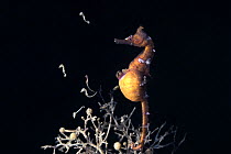 Male Korean seahorse (Hippocampus haema) giving birth. Kumamoto Prefecture, Kyushu, Japan.