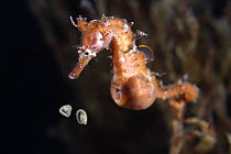Male Korean seahorse (Hippocampus haema) giving birth. The babies are still curled up inside the egg membranes. Kumamoto Prefecture, Kyushu, Japan.