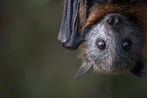 Portrait of a young rescued Grey-headed Flying-fox (Pteropus poliocephalus) called Dinky. Taken in captivity in controlled conditions under the supervision of registered wildlife carers. Black Rock, V...