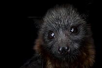 Portrait of a female rescued Grey-headed flying-fox (Pteropus poliocephalus) pup. Captive - Taken in controlled conditions and under supervision of wildlife carer. Black Rock Animal Shelter,Beaumaris...