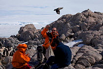 Group of orntithologists monitoring (weighing) Antarctic Skua chick (Stercorarius antarcticus) at Dumont d&#39;Urville Station , Antarctica, January 2013