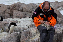 Adelie penguin (Pygoscelis adeliae) observing scientist measuring Antarctic Skua chick (Stercorarius antarcticus) at Dumont d&#39;Urville Station, Antarctica, January. 2013