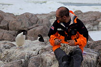 Adelie penguin (Pygoscelis adeliae) observing scientist measuring Antarctic Skua chick (Stercorarius antarcticus) at Dumont d&#39;Urville Station, Antarctica, January 2013