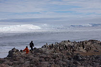Scientists walking in between Adelie penguin (Pygoscelis adeliae) colonies in search of Antarctic Skua chicks (Stercorarius antarcticus) at Dumont d&#39;Urville Station , Antarctica, January 2013