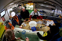 Scientists, volunteers and ship&#39;s crew observing krill collected onboard the icebreaker Aurora Australis during the 2014-15 marine science voyage, Southern Ocean