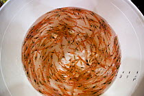 Krill (Euphausia superb) collected in a bucket