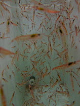Krill (Euphausia superba) gathered in an aquarium tank after it was collected by a trawl net