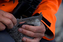 Scientist measuring Antarctic Skua chick (Stercorarius antarcticus) at Dumont d&#39;Urville Station , Antarctica, January 2013