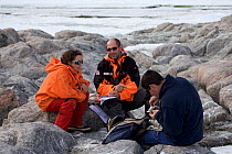 Group of orntithologists monitoring Antarctic Skua chick (Stercorarius antarcticus) at Dumont d&#39;Urville Station , Antarctica, January 2013