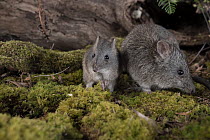 Long-nosed potoroo (Potorous tridactylus) mother and baby. Captive,