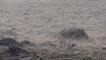 Female Patagonian puma (Puma concolor patagonica) stalking, Torres del Paine National Park, Patagonia, Chile, June.