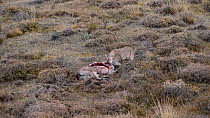 Female Patagonian puma (Puma concolor patagonica) feeding on a Guanaco (Lama guanicoe) carcass, Torres del Paine National Park, Patagonia, Chile, May.