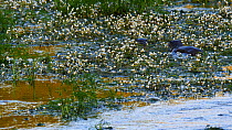 Family of European otters (Lutra lutra) feeding amongst Whitewater crowfoot (Ranunculus aquatilis) flowers, River Stour, Dorset, England, UK, June.