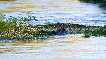 Family of European otters (Lutra lutra) feeding and playing amongst Whitewater crowfoot (Ranunculus aquatilis) flowers, River Stour, Dorset, England, UK, June.