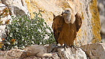 Griffon vulture (Gyps vulvus) chick pecking parent, trying to get attention, Andalusia, Spain, June.