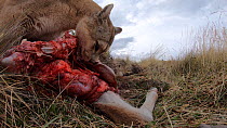 Close-up of a female Patagonian puma (Puma concolor patagonica) feeding on a Guanaco (Lama guanicoe) carcass, filmed with a remote camera, Torres del Paine National Park, Patagonia, Chile, May.