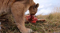 Close-up of a female Patagonian puma (Puma concolor patagonica) feeding on a Guanaco (Lama guanicoe) carcass, filmed with a remote camera, Torres del Paine National Park, Patagonia, Chile, May.