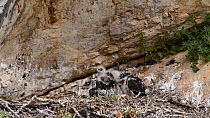Two Bonelli's eagle (Aquila fasciata) chicks in the nest, pecking each other, Andalusia, Spain, June.