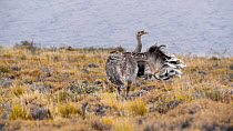 Darwin's rhea (Rhea pennata) preening its wing feathers, Torres del Paine National Park, Chile, July.