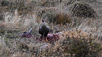 Common caracara (Caracara plancus) scavenging on a Guanco (Lama guanacoe) carcass, with a South American grey fox (Lycalopex griseus) in the background, Torres del Paine National Park, Chile, South Am...