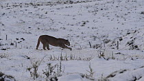 Female Patagonian puma (Puma concolor patagonia) stretching and sharpening claws in snow covered landscape, Torres del Paine National Park, Chile, June.