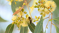 Honey bee (Apis) nectaring from a flowering Eucalyptus tree, Andalusia, Spain, June.