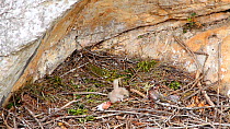 Bonelli's eagle chicks (Aquila fasciata) in nest pecking each other, aged one week, Andalusia , Spain, May.
